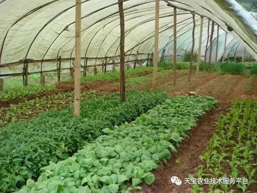 大棚排湿这样做是错误的