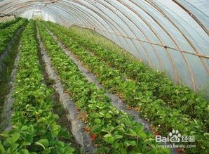 蔬菜大棚地膜挑选知识