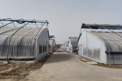 大棚菇朵旺 群众生活甜
