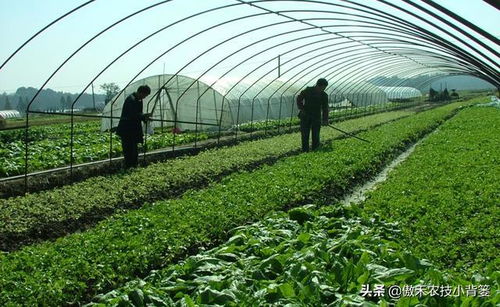 蔬菜大棚冬季通风技巧 农民需注意的五个关键点