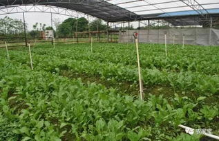 蔬菜大棚建设标准和成本 你知道吗