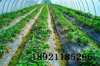 四川南充大棚管四川南充草莓大棚管 草莓大棚搭建几米宽合适