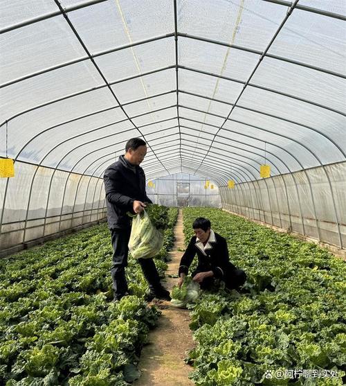 这些菜价翻倍？大棚里藏着农民的新金矿